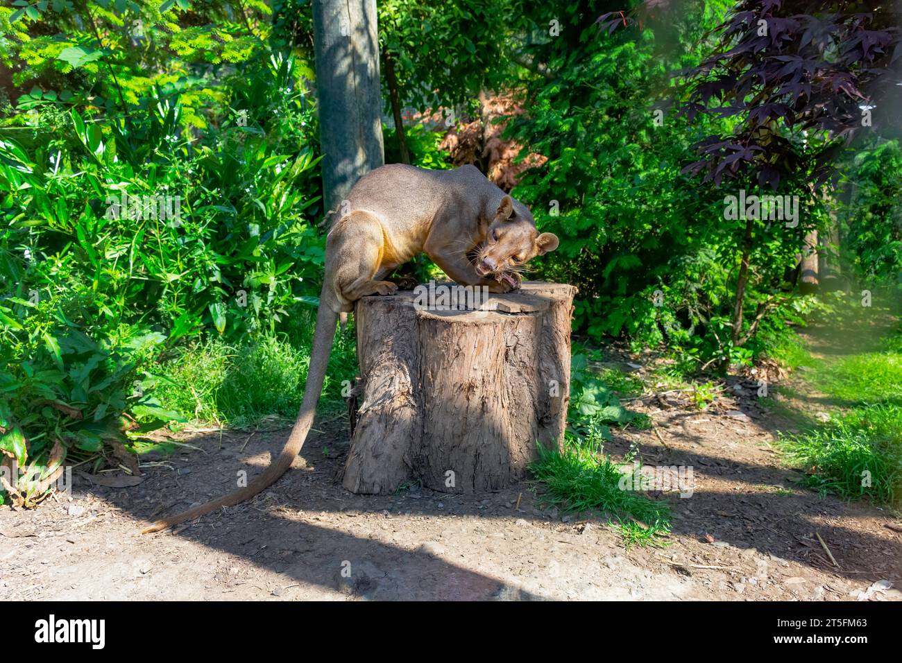 Fossa im Five Sisters Zoo, Schottland Stockfoto