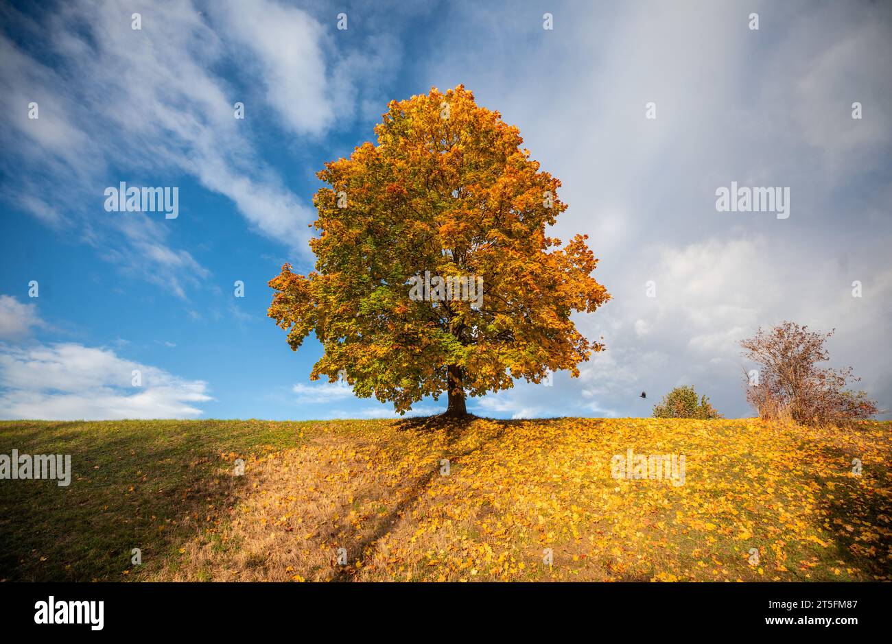 05. November 2023, Baden-Württemberg, Stuttgart: Bei sonnigem Wetter werden die Blätter eines Baumes auf einem Hügel im Herbst gefärbt. Wer am Sonntag in Baden-Württemberg an die frische Luft geht, sollte auf einen Sturm vorbereitet sein. Der Deutsche Wetterdienst (DWD) erwartet Windgeschwindigkeiten von mindestens 80 Stundenkilometern im gesamten Bundesstaat. In den Bergen der Schwäbischen Alb oder des Schwarzwaldes konnten sich aus einer Höhe von 1000 Metern schwere Böen oder sogar Hurrikanböen von bis zu 110 km/h entwickeln. Überall dort, wo es viele Bäume gibt – zum Beispiel in Parks, Wäldern oder Friedhöfen – Vorsicht Stockfoto