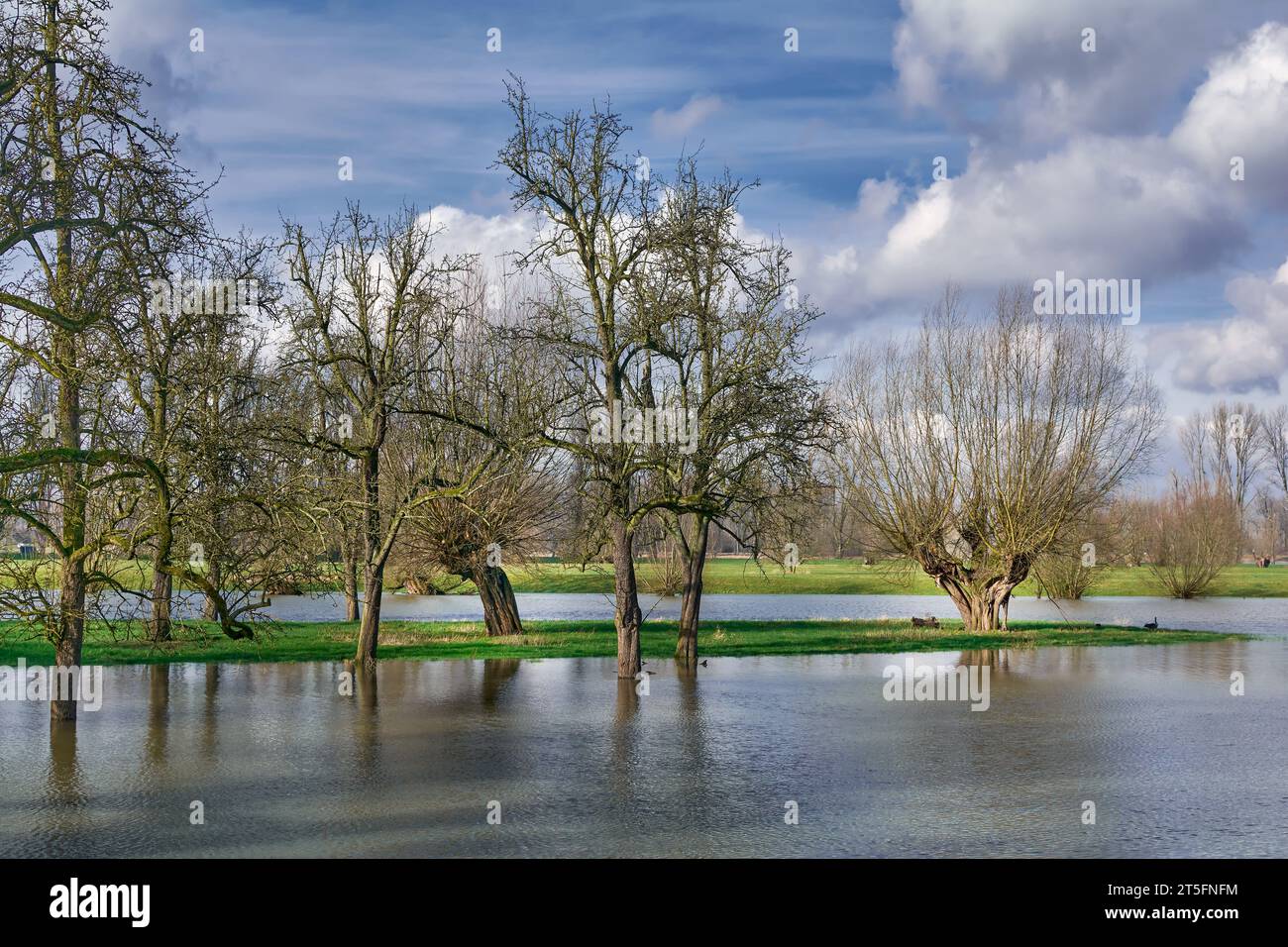 Überschwemmung im Naturschutzgebiet Urdenbacher Kaempe am Rhein, altes Rheinflutgebiet, Düsseldorf, Deutschland Stockfoto