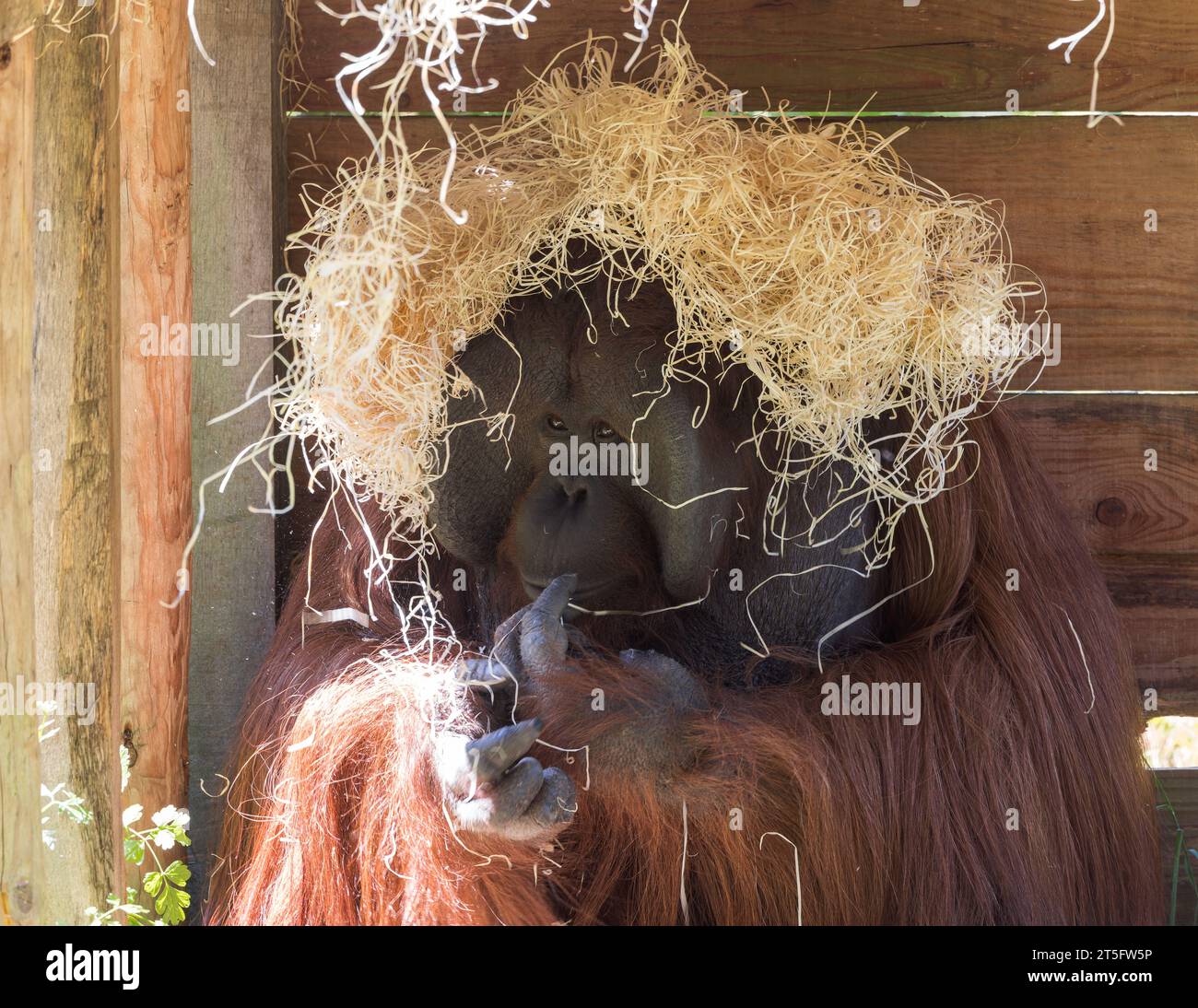 Bornean Orang-Utan [ Pongo pygmaeus ] im Paignton Zoo, Devon, Großbritannien Stockfoto
