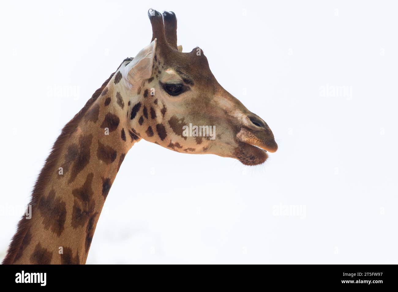 Rothschilds Giraffe (Giraffa camelopardalis rothschildi) im Zoo Paington, Paington, Devon, Großbritannien Stockfoto