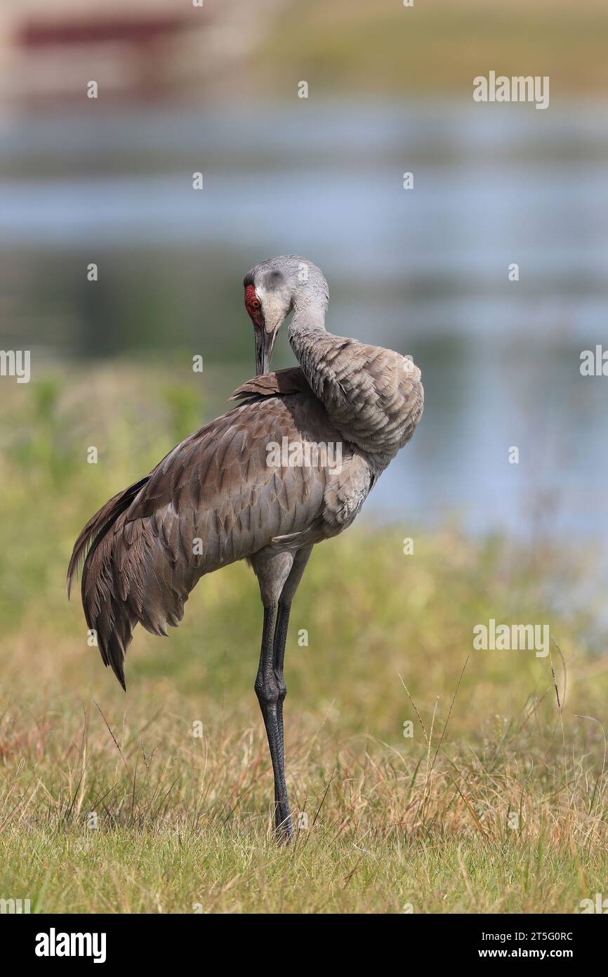 Sandhill Crane, Grus canadensis, Preening, Florida, USA Stockfoto