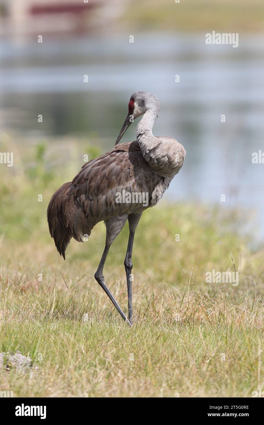 Sandhill Crane, Grus canadensis, Preening, Florida, USA Stockfoto