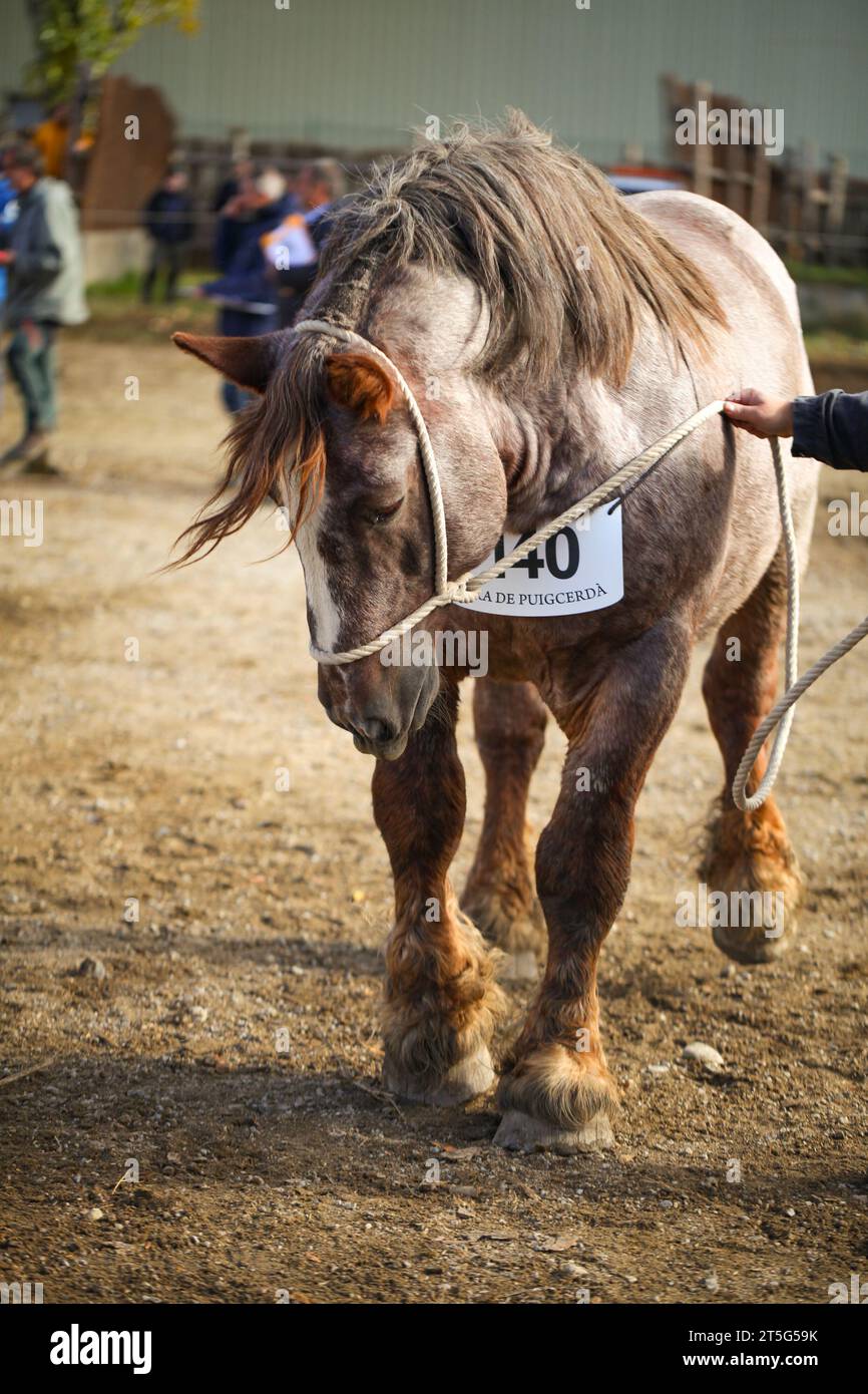 Fira del Cavall de Puigcerdà 2023 (Puigcerdà Pferdemesse 2023). La Cerdanya, Girona, Katalonien, Spanien, Südeuropa. Vieh, Tiermesse. Stockfoto