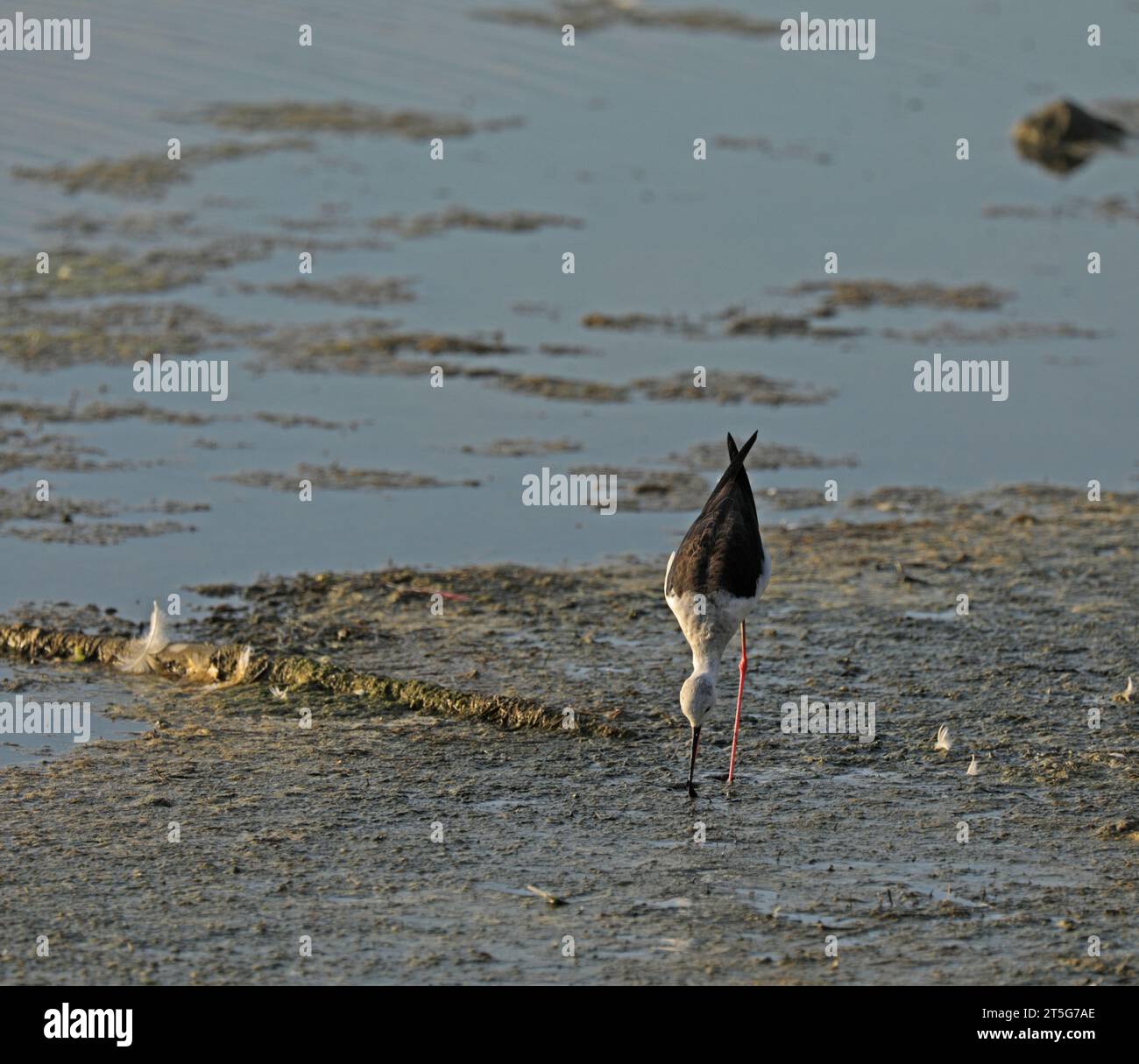 Ein Vogel am Strand, der in der Camargue auf der Suche ist Stockfoto