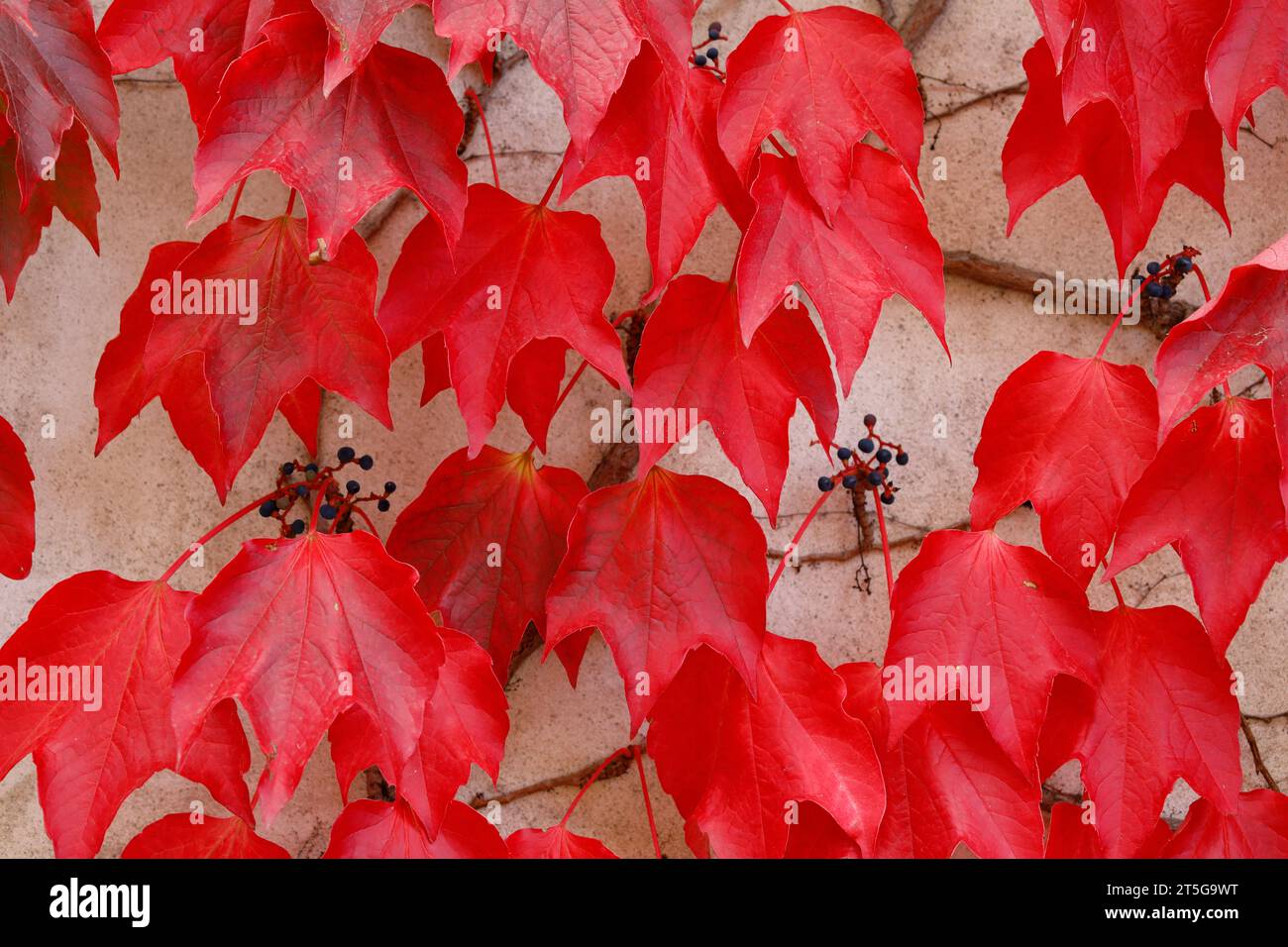Kräftig rot gefärbtes Herbstlaub an einer Wand Stockfoto