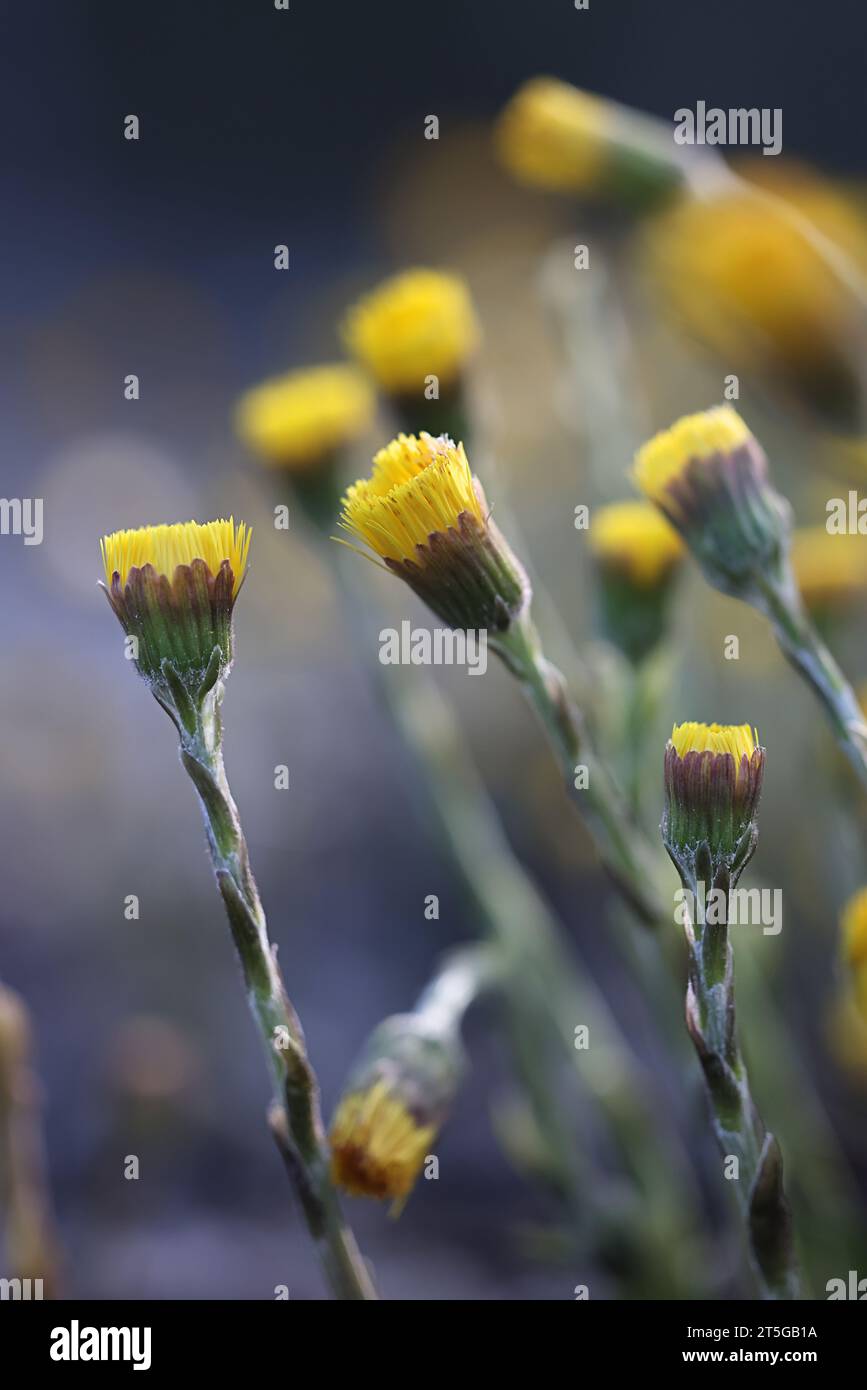 Coltsfoot, Tussilago farfara, auch bekannt als Hustenkraut, wilde Heilblume aus Finnland Stockfoto