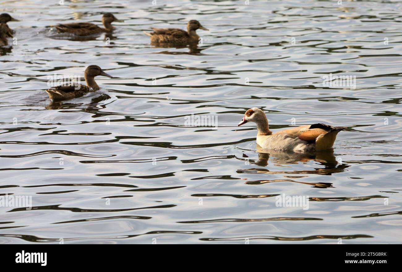 Ägyptische Gans schwimmen in einem See mit ein paar Enten Stockfoto