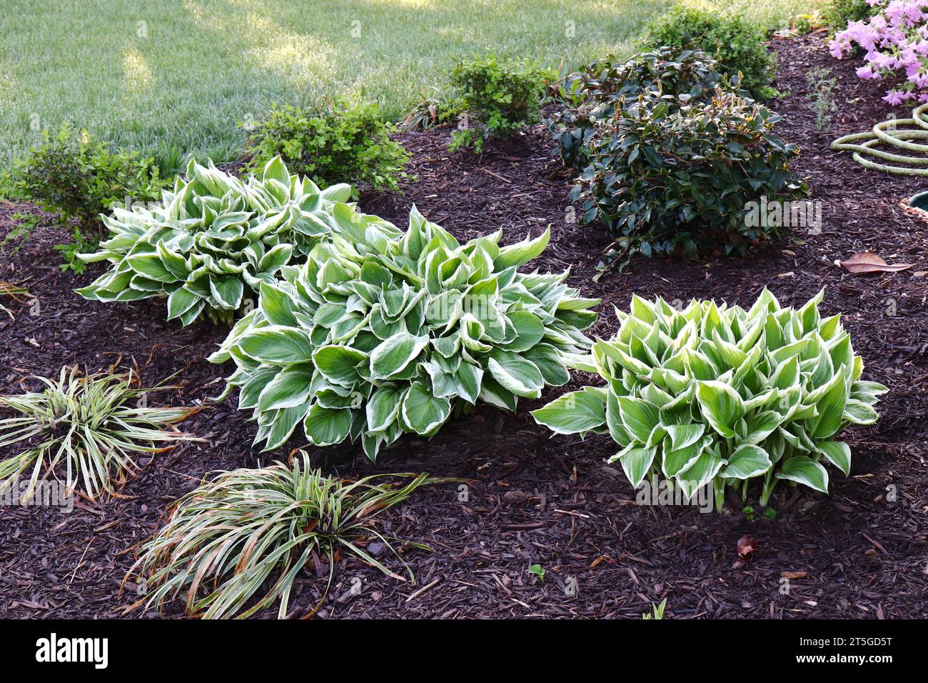 Hostapflanzen in einer Reihe Stockfoto