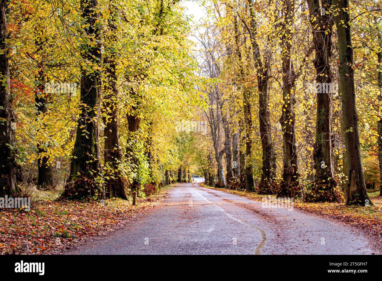 Dundee, Tayside, Schottland, Großbritannien. November 2023. Wetter in Großbritannien: Wunderschöne herbstliche Szenen im Dundee Camperdown Country Park in Schottland. Quelle: Dundee Photographics/Alamy Live News Stockfoto