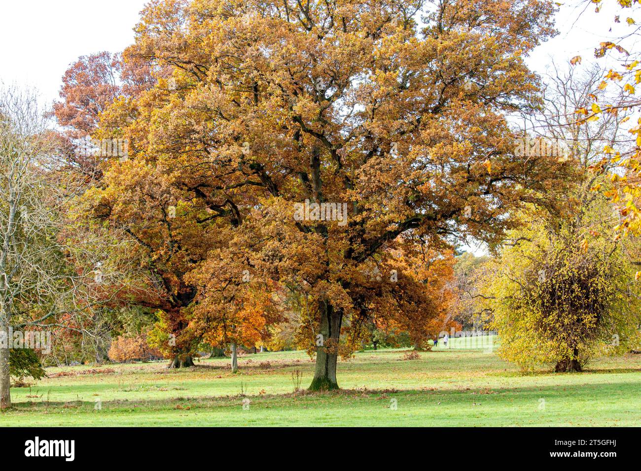 Dundee, Tayside, Schottland, Großbritannien. November 2023. Wetter in Großbritannien: Wunderschöne herbstliche Szenen im Dundee Camperdown Country Park in Schottland. Quelle: Dundee Photographics/Alamy Live News Stockfoto