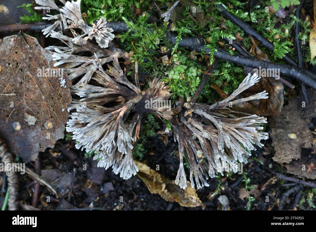 Thelephora penicillata, auch Phylacteria mollissima genannt, auch bekannt als Urchin earthfan, Wildpilz aus Finnland Stockfoto