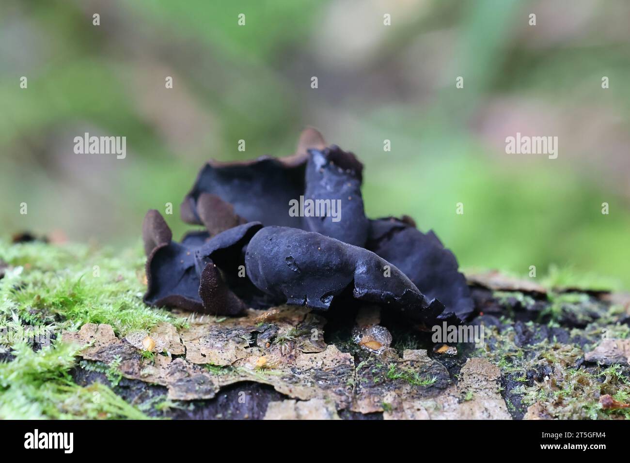 Ionomidotis irregularis, schwarzer Becherpilz, der in Finnland auf Erle wächst, kein gebräuchlicher englischer Name Stockfoto