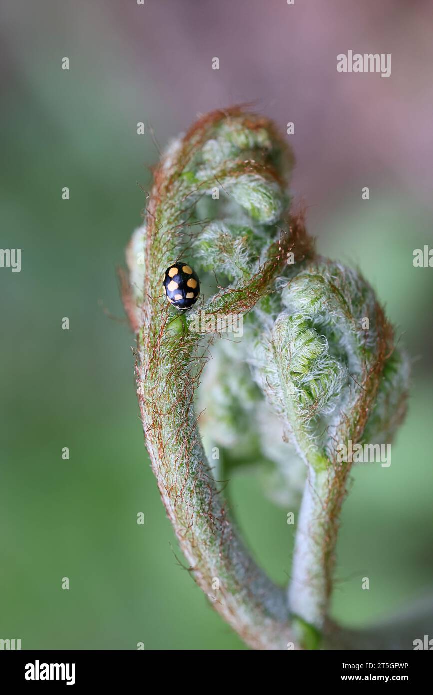 Marienkäfer, Coccinula quatuordecimpustulata, und neuer Spross von gemeinem Bracken, Pteridium aquilinum Stockfoto