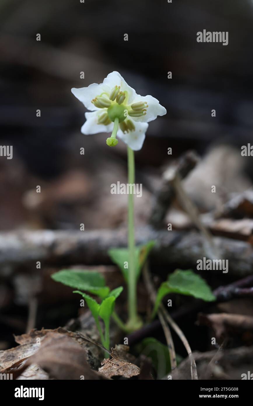 Einblühendes Wintergrün, Moneses uniflora, auch bekannt als Single Delight, Wildblühpflanze aus Finnland Stockfoto