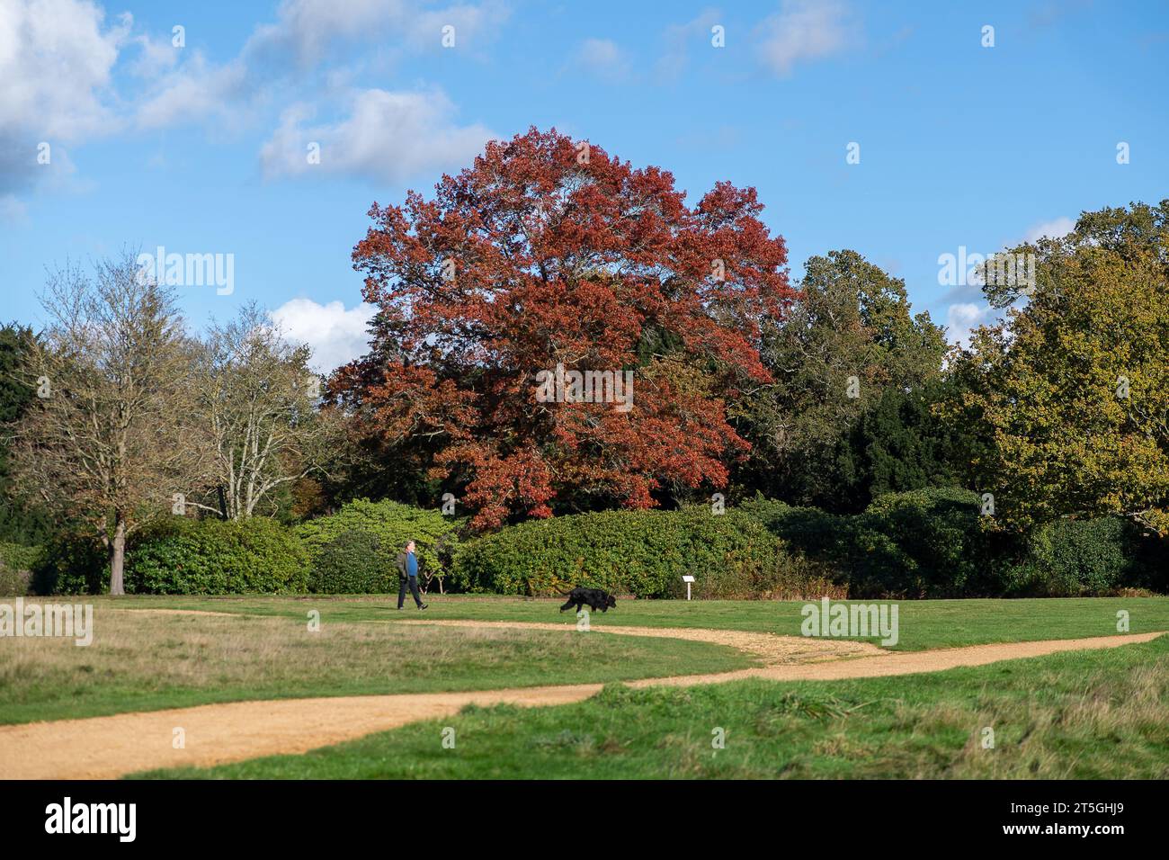 Iver, Buckinghamshire, Großbritannien. November 2023. Es war ein schöner, sonniger Tag im Langley Country Park in Wexham, Buckinghamshire, wo die Leute gerne durch den Park spazieren und radeln und die herbstlichen Farben genießen konnten. Quelle: Maureen McLean/Alamy Live News Stockfoto