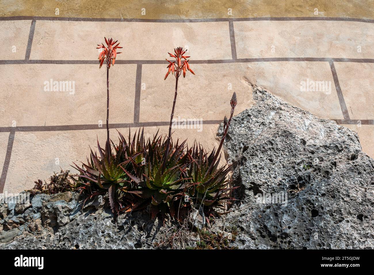Blühende Aloe (Aloe Vera) saftige Pflanze mit Orangenblüten an der Fassade eines alten Hauses auf einem Felsen, Borgio Verezzi, Savona, Ligurien, Italien Stockfoto