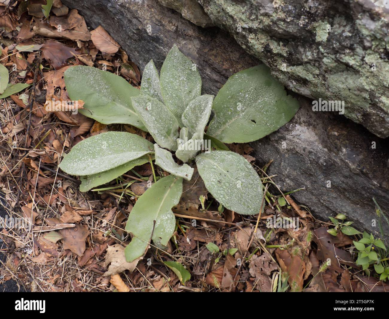 Regentropfen auf einer gewöhnlichen Mullein-Pflanze, Skyline Drive, Virginia Stockfoto
