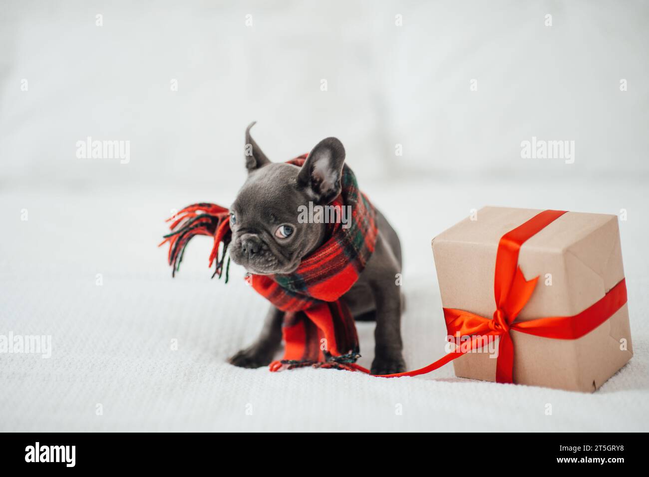 Süßer junger französischer Bulldogge Welpe mit blauen Augen mit Weihnachtsgeschenk in Weihnachtsstimmung. Fröhlicher, stilvoller, entzückender Hündchen, der Silvester feiert Stockfoto