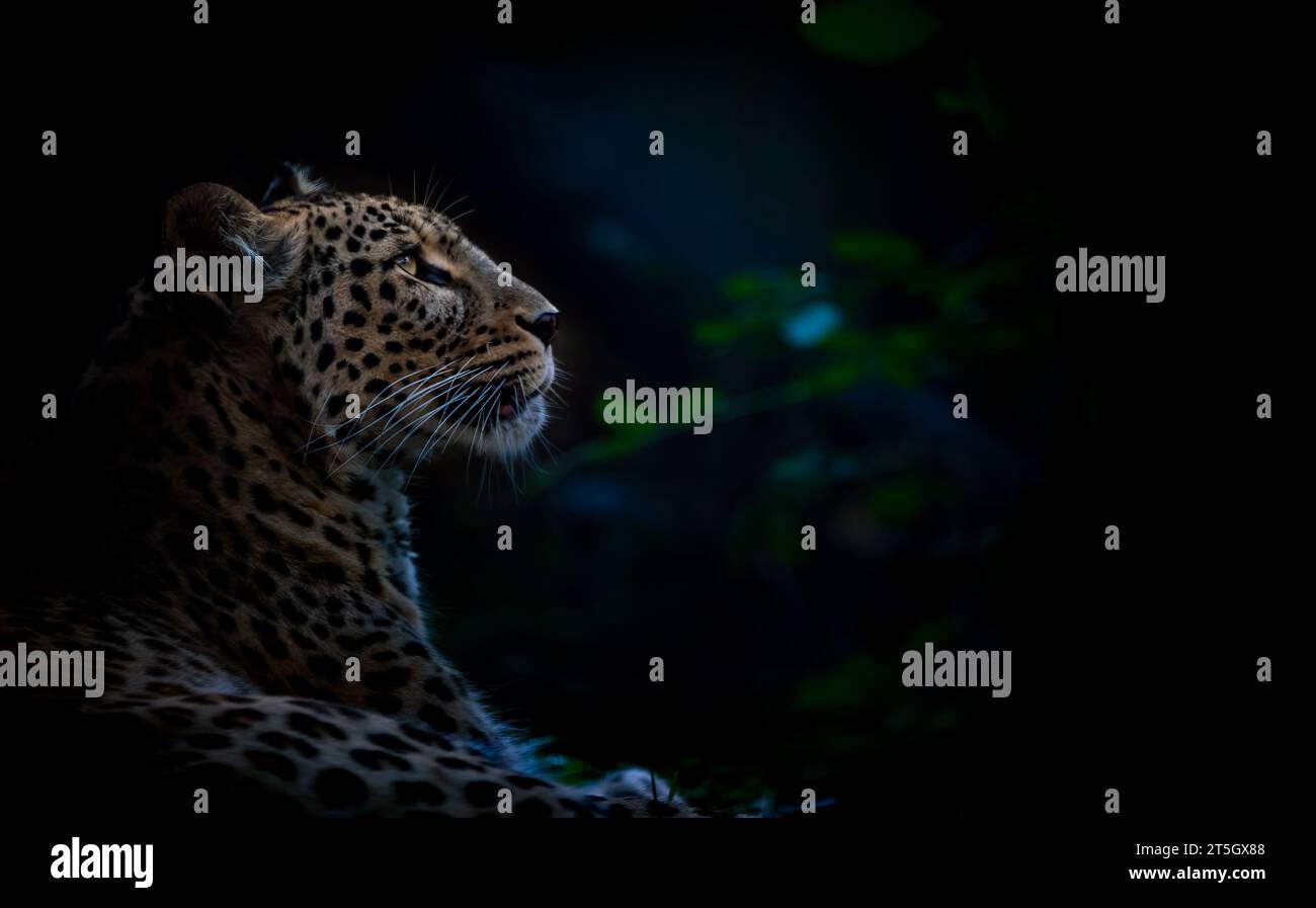 Ein Leopard sitzt in einem dunklen Wald und beobachtet den Mond, das beste Foto. Stockfoto