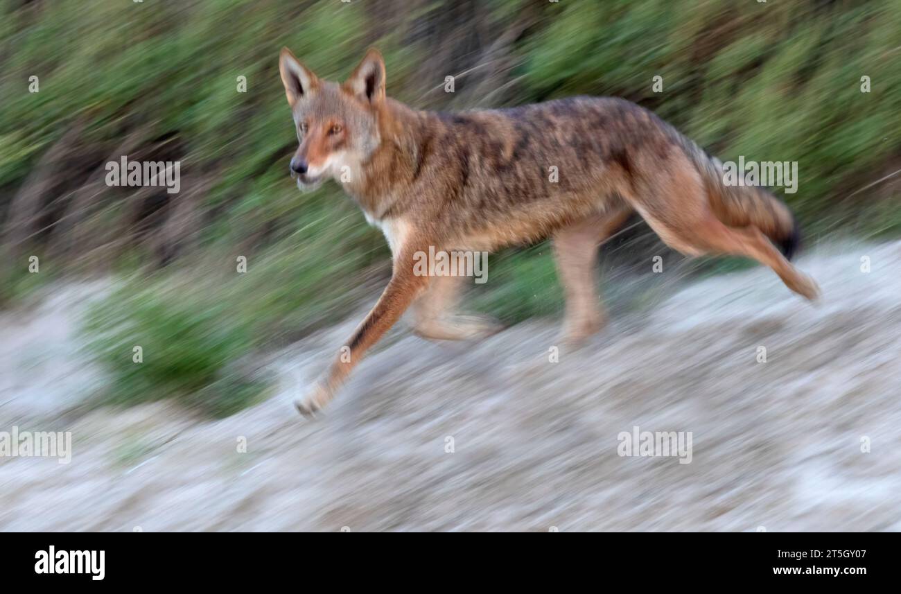 Der Geisterwolf von Galveston Island in einer Bewegung. Stockfoto