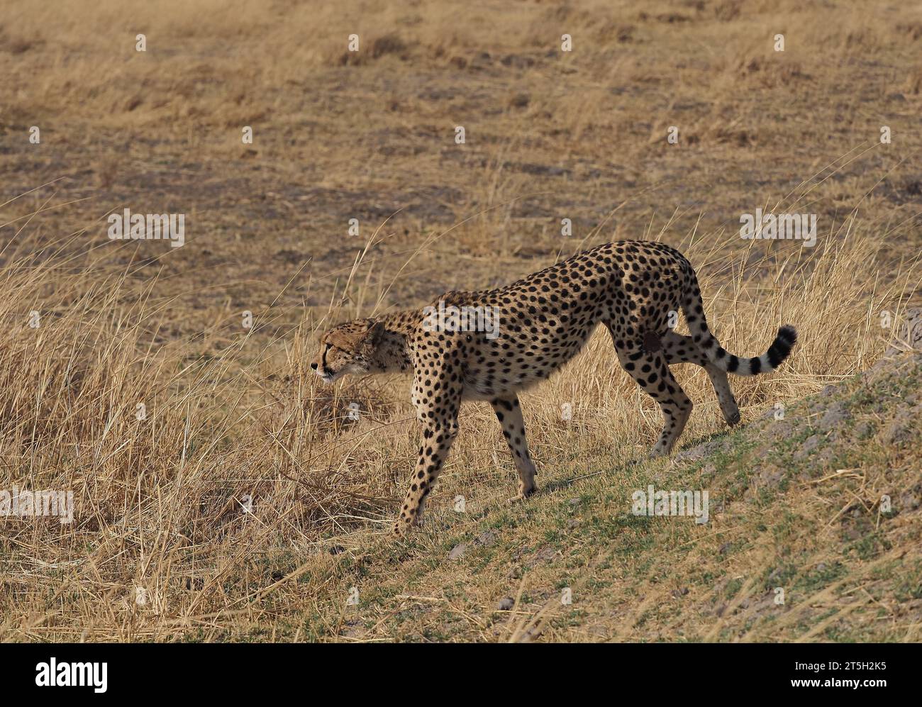 Diese Mutter Geparde hatte fünf Jungtiere in einem Gebiet des Okavango-Deltas mit vielen Löwen und wilden Hunden aufgezogen, die Jungen hätten bald ihr Jungfell verloren. Stockfoto