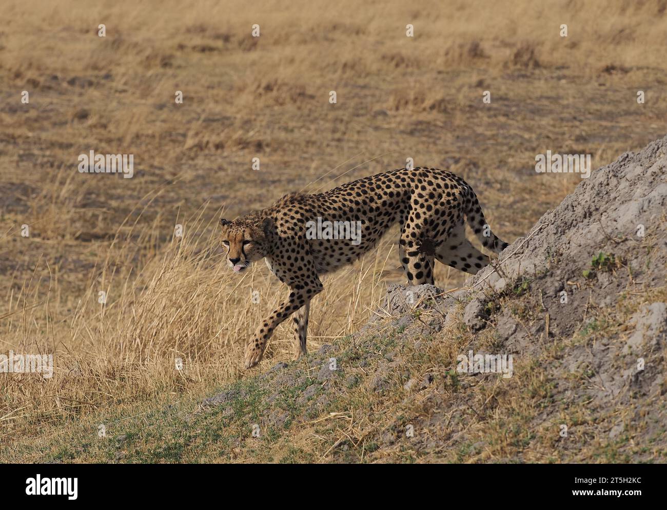 Diese Mutter Geparde hatte fünf Jungtiere in einem Gebiet des Okavango-Deltas mit vielen Löwen und wilden Hunden aufgezogen, die Jungen hätten bald ihr Jungfell verloren. Stockfoto