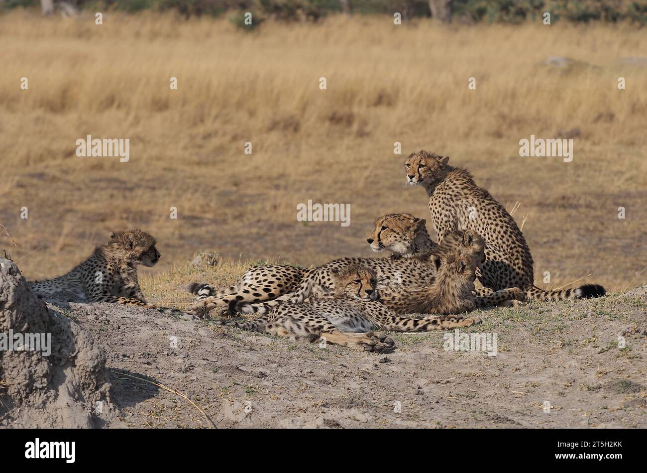 Diese Mutter Geparde hatte fünf Jungtiere in einem Gebiet des Okavango-Deltas mit vielen Löwen und wilden Hunden aufgezogen, die Jungen hätten bald ihr Jungfell verloren. Stockfoto