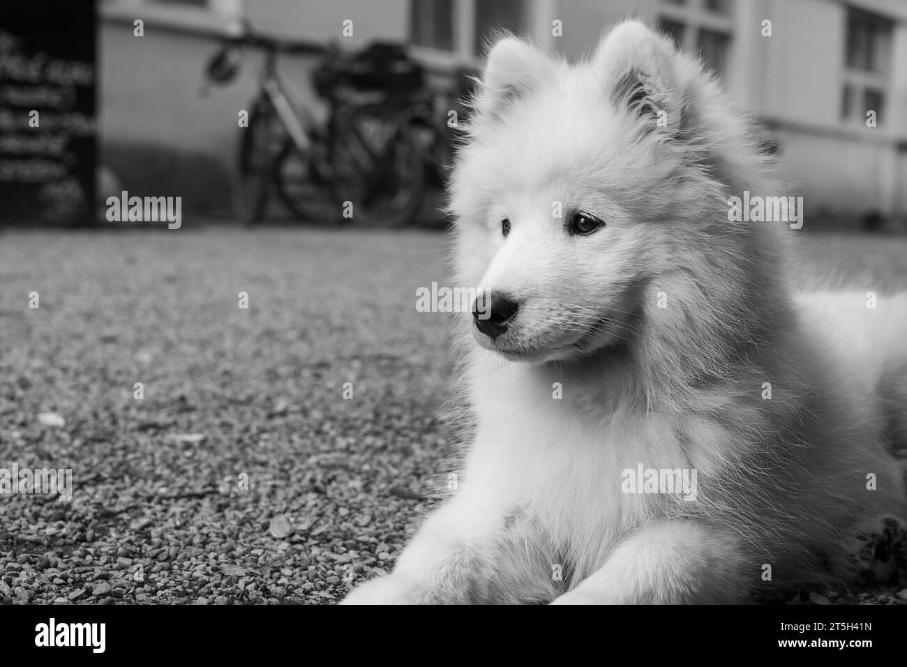 Samoyed - eine schöne Rasse sibirischer weißer Hunde. Vier Monate alter Welpe auf einem Spaziergang. Stockfoto