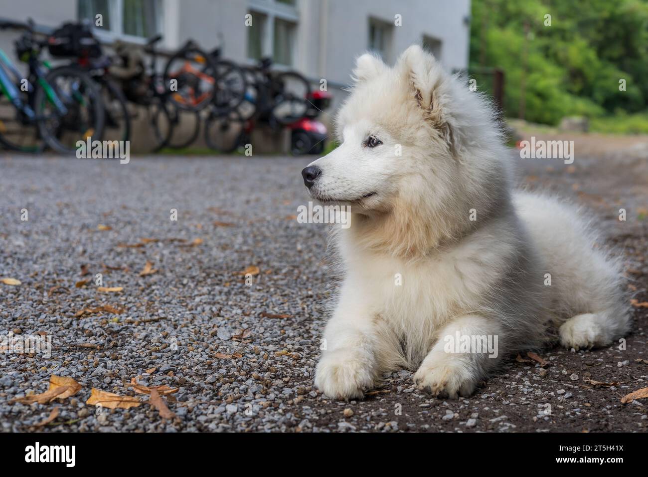 Samoyed - eine schöne Rasse sibirischer weißer Hunde. Vier Monate alter Welpe auf einem Spaziergang. Stockfoto