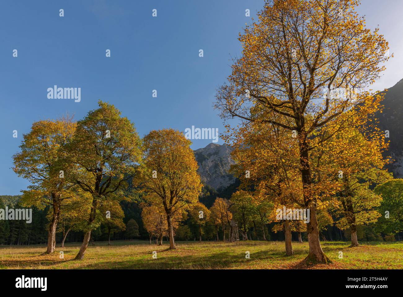Bunte Herbstfolien im Ahornboden, Ahornboden, Engtal oder Engtal, Naturschutzgebiet Karwendel Masif, Alpen, Österreich, Stockfoto