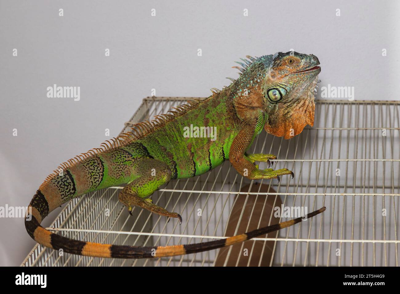 Grüner Leguan - Iguana Leguana - in einer häuslichen Umgebung auf einem Käfig. Das Foto hat einen weißen Hintergrund. Stockfoto