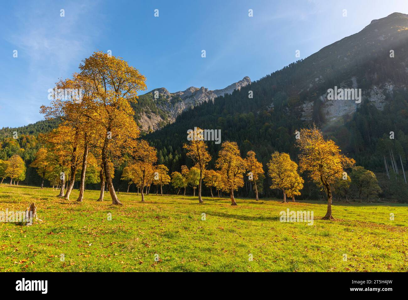 Bunte Herbstfolien im Ahornboden, Ahornboden, Engtal oder Engtal, Naturschutzgebiet Karwendel Masif, Alpen, Tirol, Österreich, Stockfoto