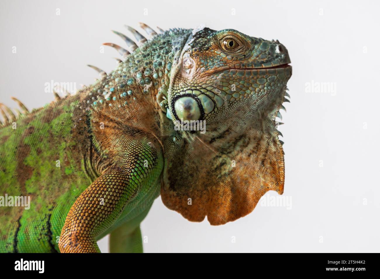 Green Iguana - Iguana Leguana - schönes Porträt von Kopf und Auge. Das Foto hat einen weißen Hintergrund. Stockfoto