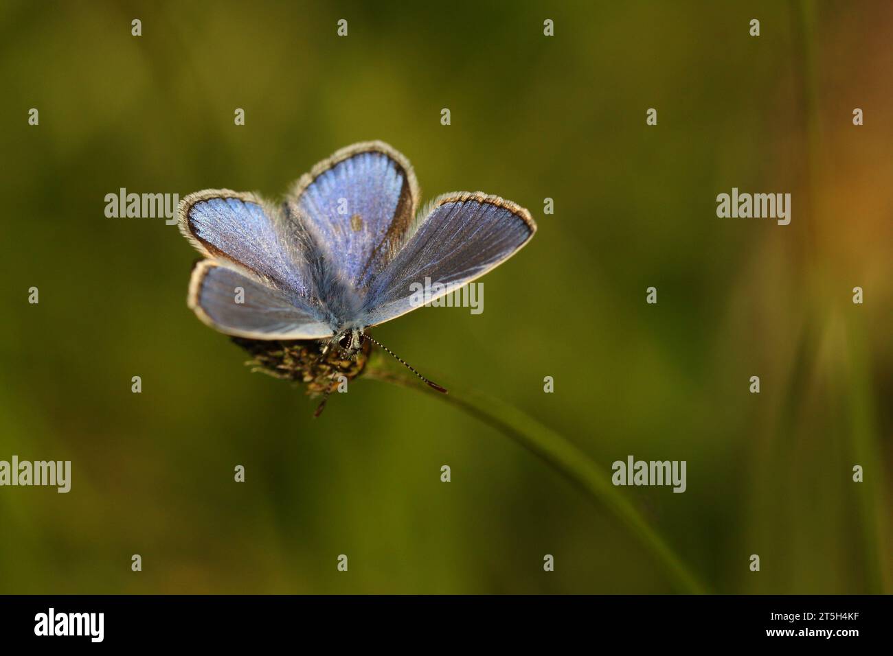 Gemeinsamen blauer Schmetterling Stockfoto
