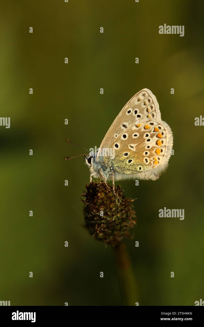 Gemeinsamen blauer Schmetterling Stockfoto