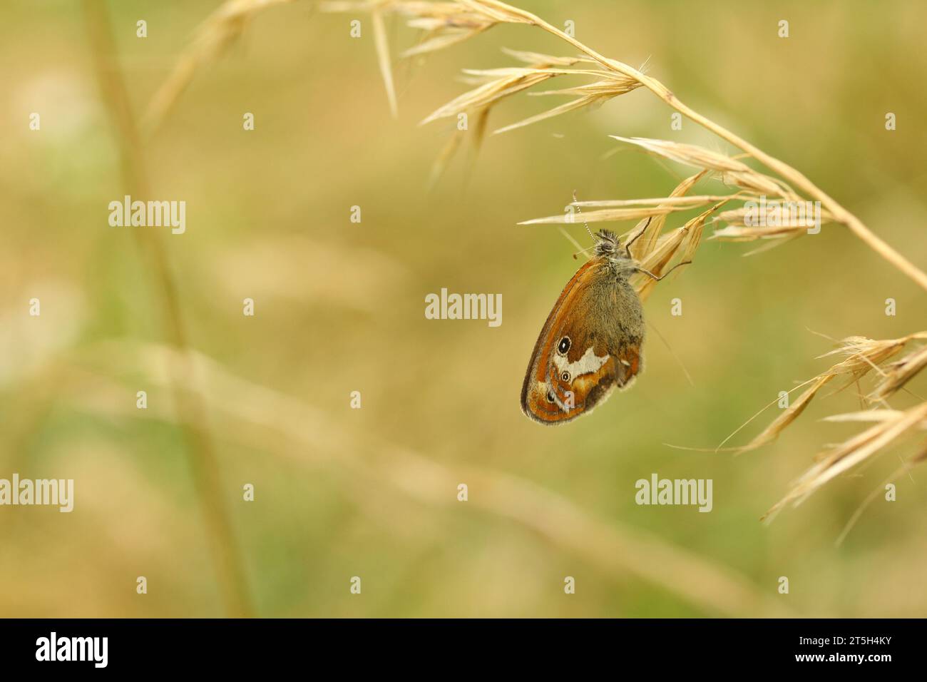 PerlheideSchmetterling auf Gras Stockfoto