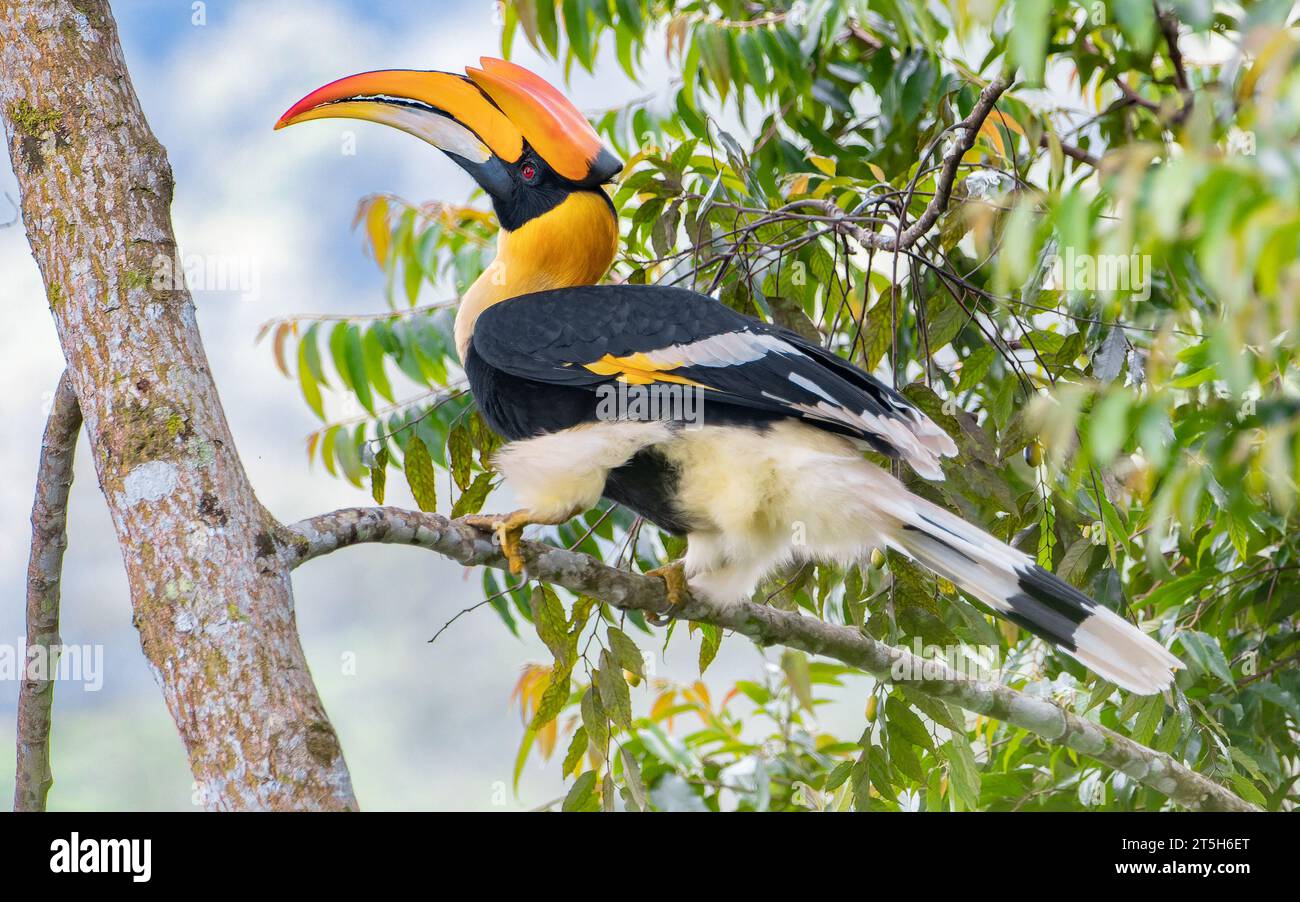 Großes indisches Hornbill Stockfoto