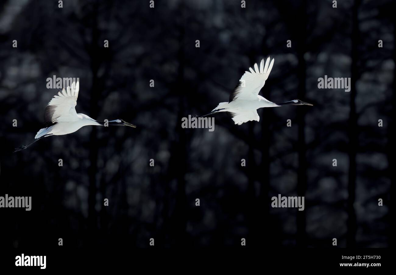 Rotkraniche (Grus japonensis) aus Tsurui-Ito Crane Sanctuari, Hokkaido, Japan. Stockfoto