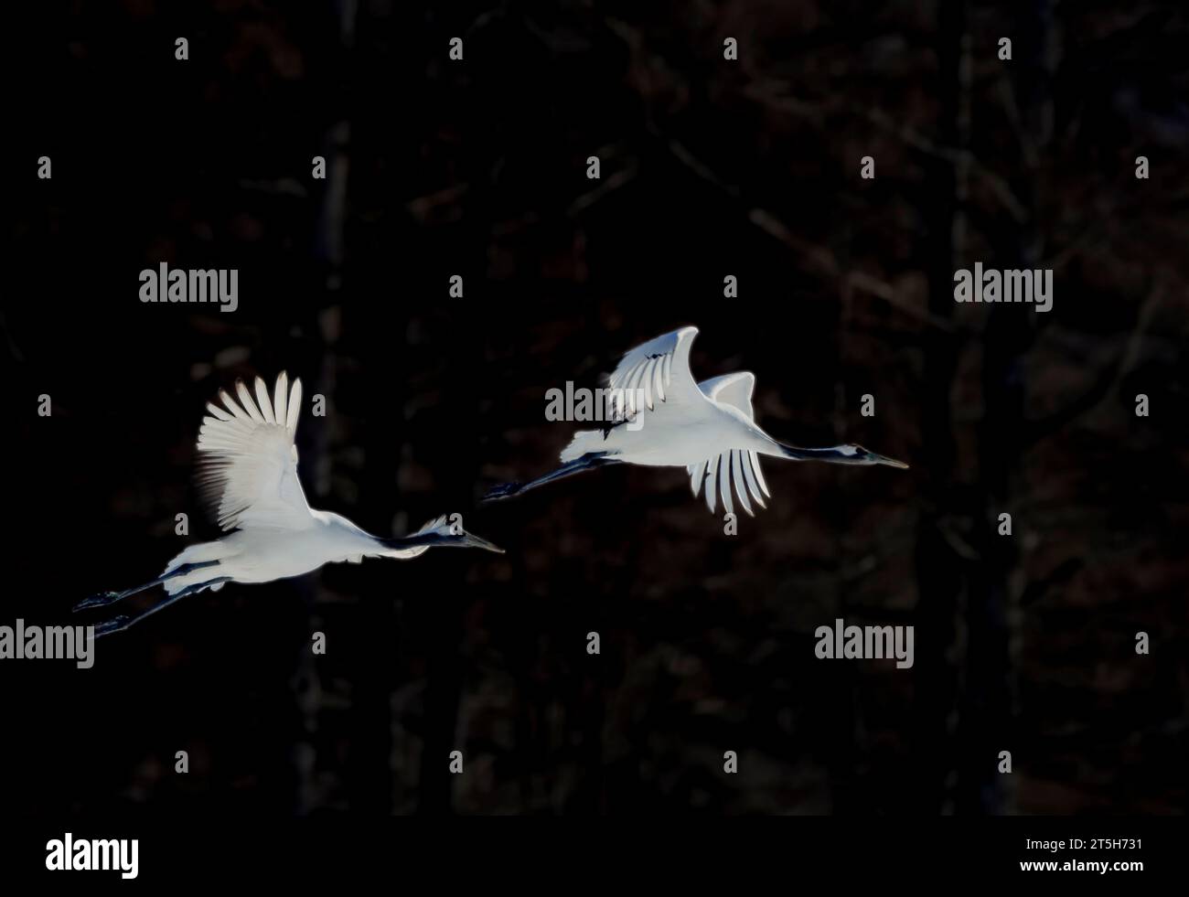Rotkraniche (Grus japonensis) aus Tsurui-Ito Crane Sanctuari, Hokkaido, Japan. Stockfoto
