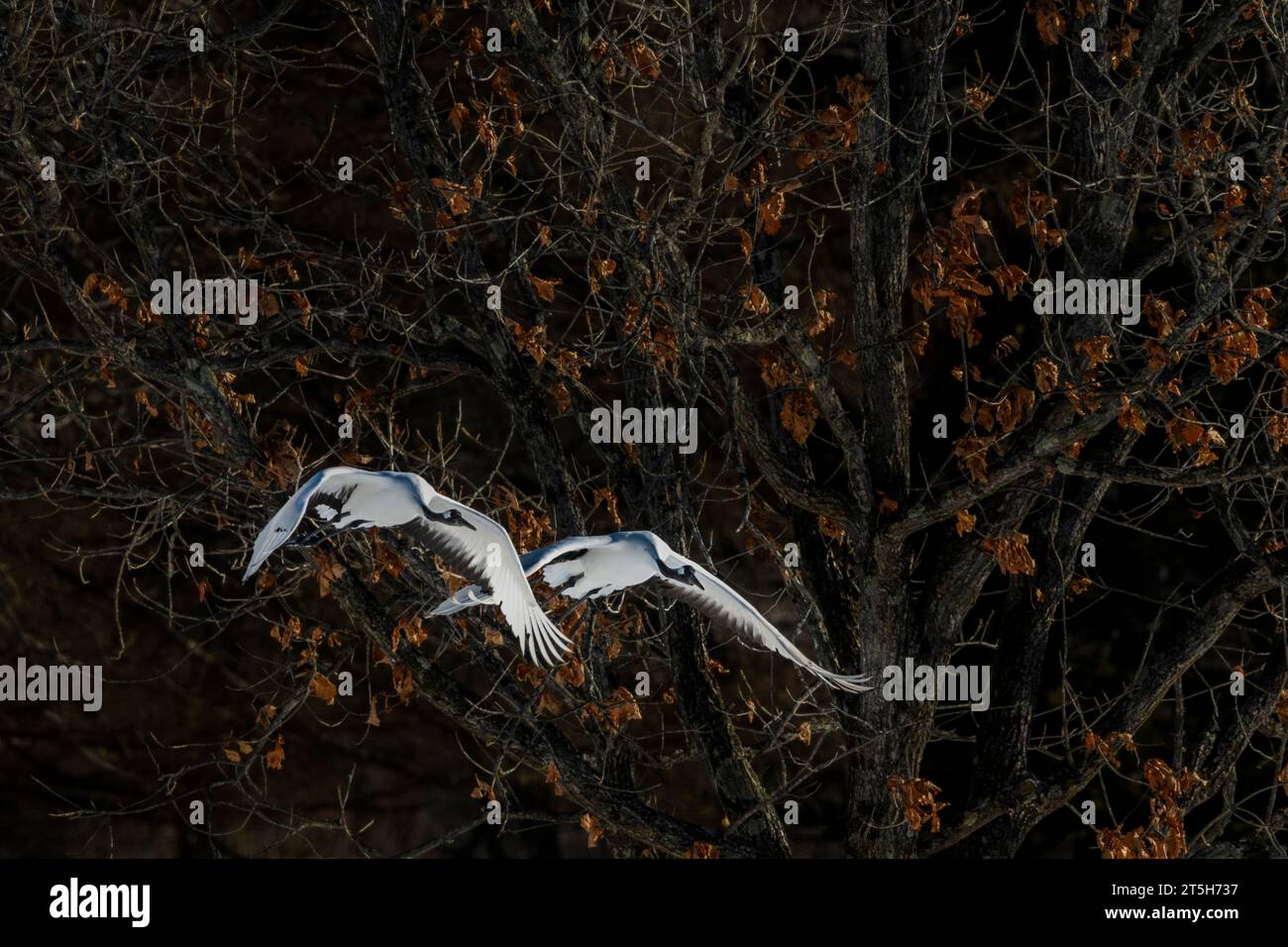 Rotkraniche (Grus japonensis) aus Tsurui-Ito Crane Sanctuari, Hokkaido, Japan. Stockfoto