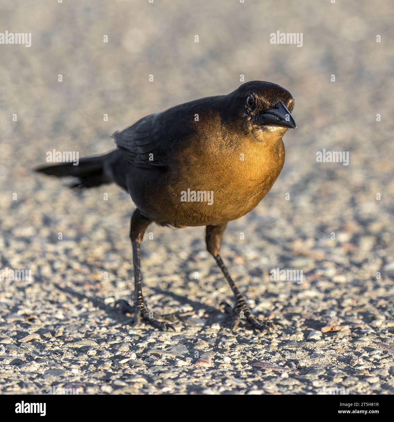 Großschwanzgrackle, weiblich, auf dem Boden auf Nahrungssuche. Lake Elizabeth, Alameda County, Kalifornien. Stockfoto