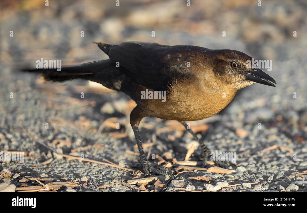 Großschwanzgrackle, weiblich, auf dem Boden auf Nahrungssuche. Lake Elizabeth, Alameda County, Kalifornien. Stockfoto