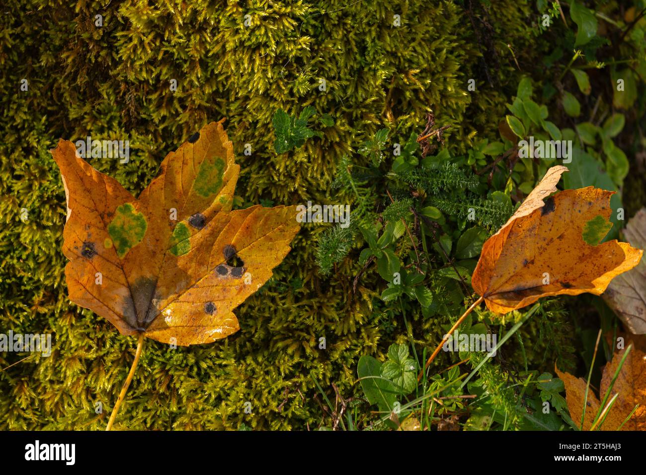 Bunte Herbstfolien im Ahornboden, Ahornboden, Engtal oder Engtal, Naturschutzgebiet Karwendel Masif, Alpen, Tirol, Österreich, Stockfoto