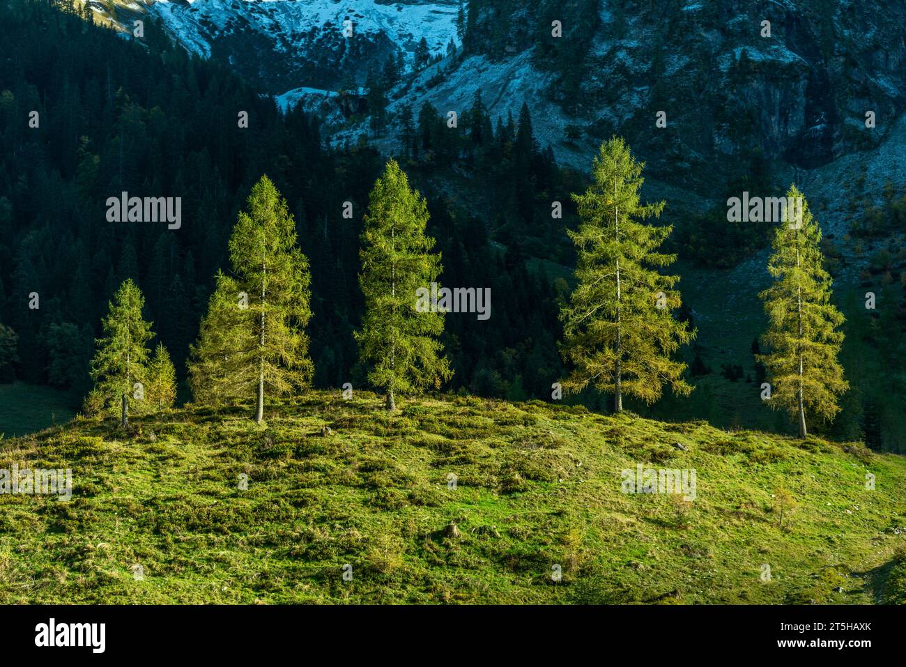 Letztes Licht auf einer Tannengruppe im Ahornboden, Ahornboden, Engtal oder Engtal, Naturschutzgebiet Karwendel Masif, Alpen, Tirol, Österreich, Stockfoto