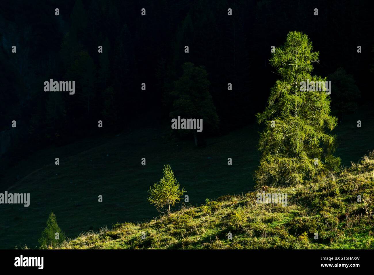 Letztes Licht auf einer Tannengruppe im Ahornboden, Ahornboden, Engtal oder Engtal, Naturschutzgebiet Karwendel Masif, Alpen, Tirol, Österreich, Stockfoto