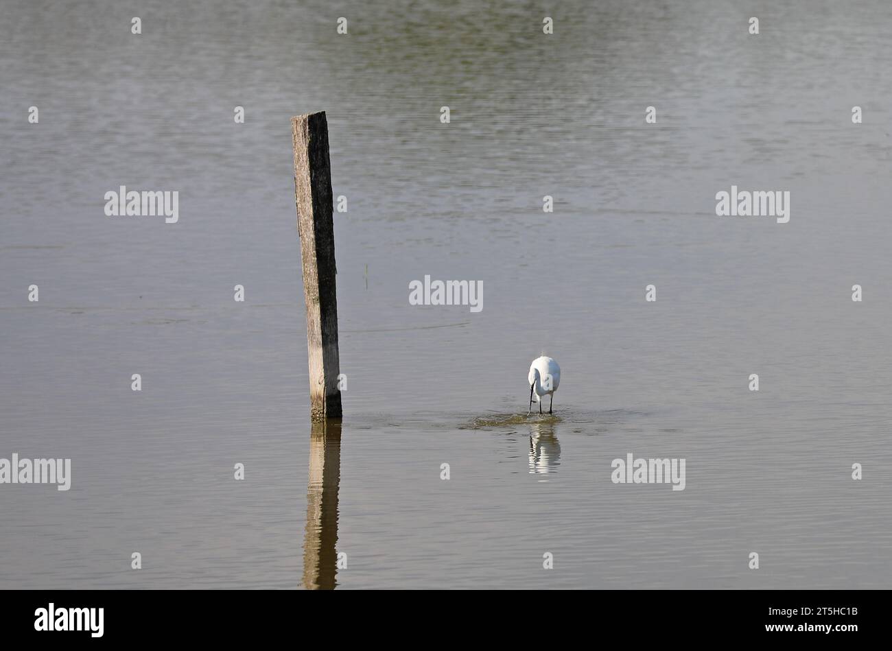 Ein Vogel am Strand, der in der Camargue auf der Suche ist Stockfoto