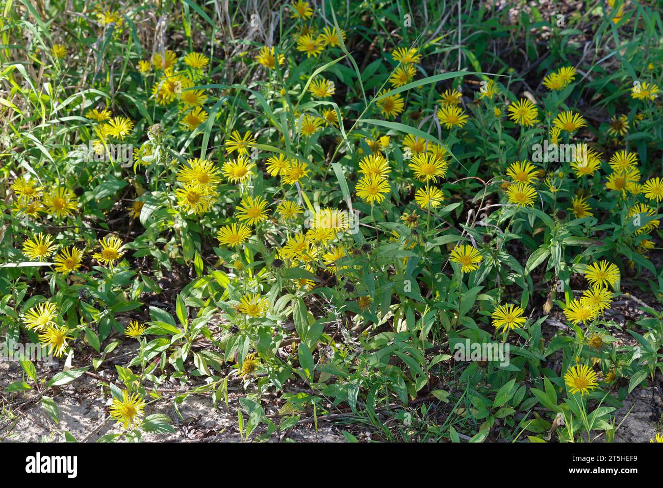 Wiesen-Alant, Wiesenalant, Ufer-Alant, Uferalant, Inula britannica, Pentanema britannicum, British yellowhead, Wiese fleabane, L’Inule britannique, l Stockfoto