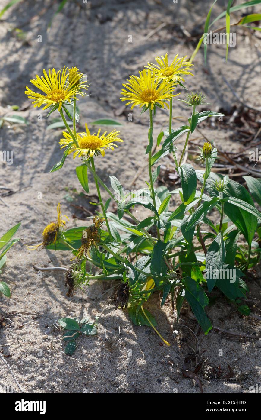 Wiesen-Alant, Wiesenalant, Ufer-Alant, Uferalant, Inula britannica, Pentanema britannicum, British yellowhead, Wiese fleabane, L’Inule britannique, l Stockfoto