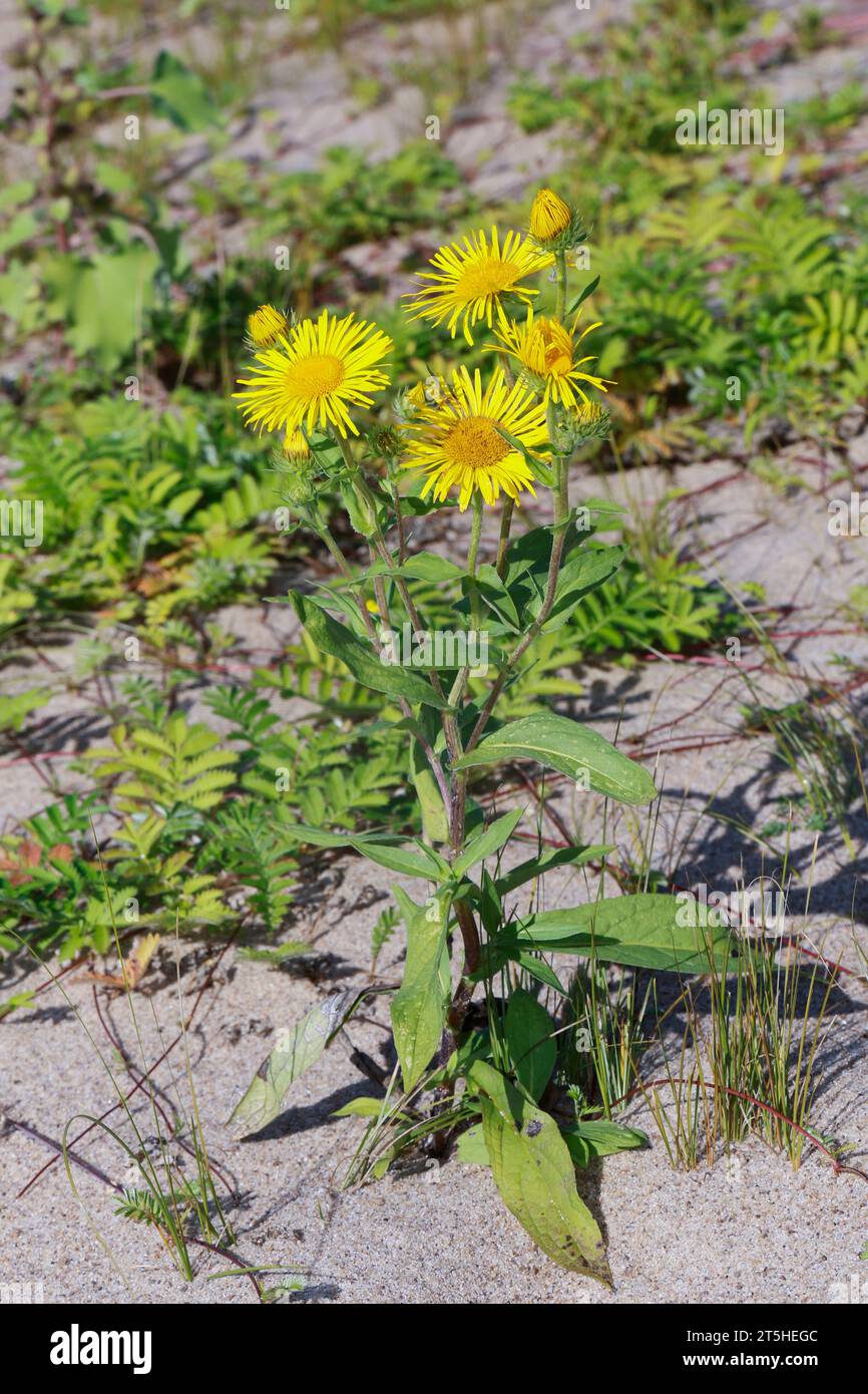 Wiesen-Alant, Wiesenalant, Ufer-Alant, Uferalant, Inula britannica, Pentanema britannicum, British yellowhead, Wiese fleabane, L’Inule britannique, l Stockfoto